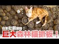 自製巨大森林貓抓板！【好味喵物】EP1