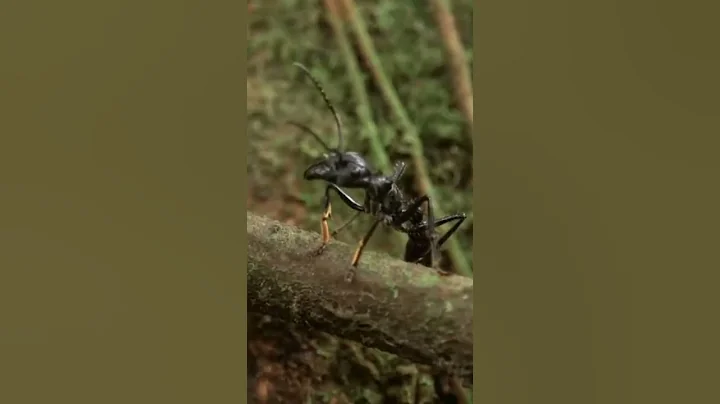 Bullet Ant Most Painful Bite in the World #shorts