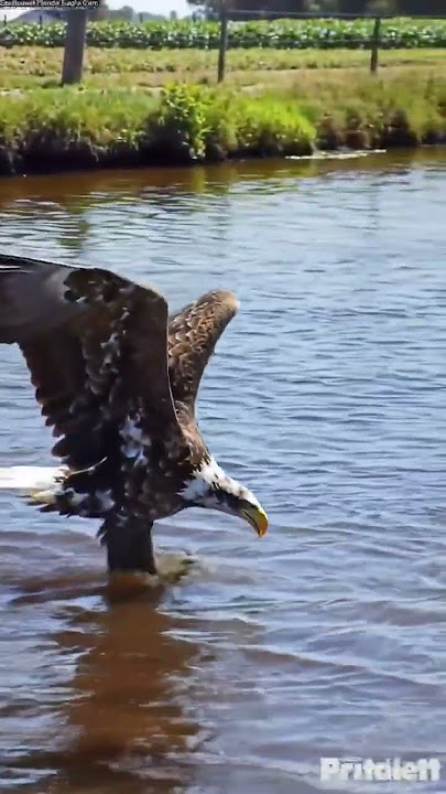 Eagle's Gotta Eat! 🦅Fishing in the Shallow River #wildlife #baldeagles #fishing #river #shorts
