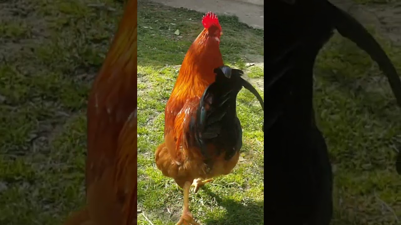 Rooster Family #spring #discoveriran #rooster #roosterfamily