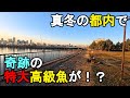 【東京都某所】真冬の都内で奇跡の特大高級魚が！？海釣りオフシーズン期間に、関東地方にある東京湾側に面している釣り場で、とある魚の調査釣行をしてみたら…！【2025年12月下旬〜2026年1月上旬】