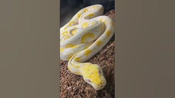 11 Foot Reticulated Python