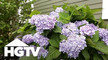 How To Plant Hydrangeas | Gardening Tips | HGTV