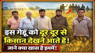 क्या आपने ऐसा गेहूं देखा है? Kanak NWS-2214 ने किसानों को कर दिया हैरान!. #wheatfarming #kheti
