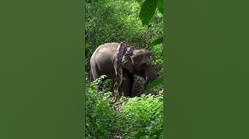 Giant python is wrapping itself around an elephant#Elephant  #GiantPython#Wildlife #shortvideo#Snake