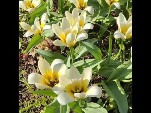 ቪዲዮ: Fosteriana Tulips ምንድን ናቸው - ፎስቴሪያና ቱሊፕ በአትክልቱ ውስጥ እንዴት እንደሚያድጉ