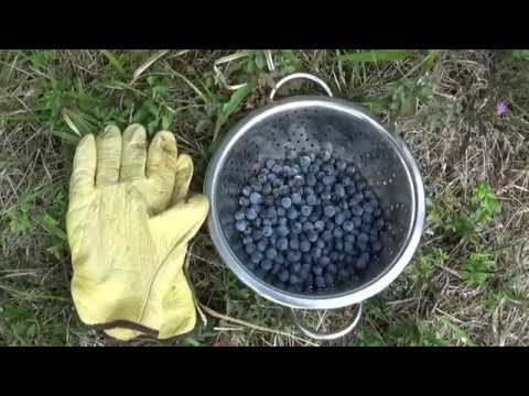 Vidéo: Comment Faire Une Délicieuse Confiture De Prunelle