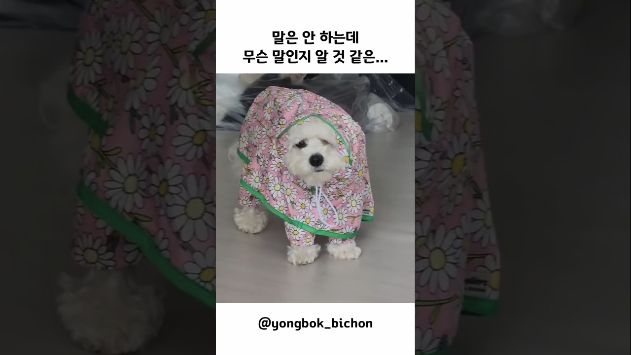 강아지 불렀는데 눈으로 혼남...