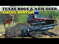 Airgun hunting texas hogs and axis deer