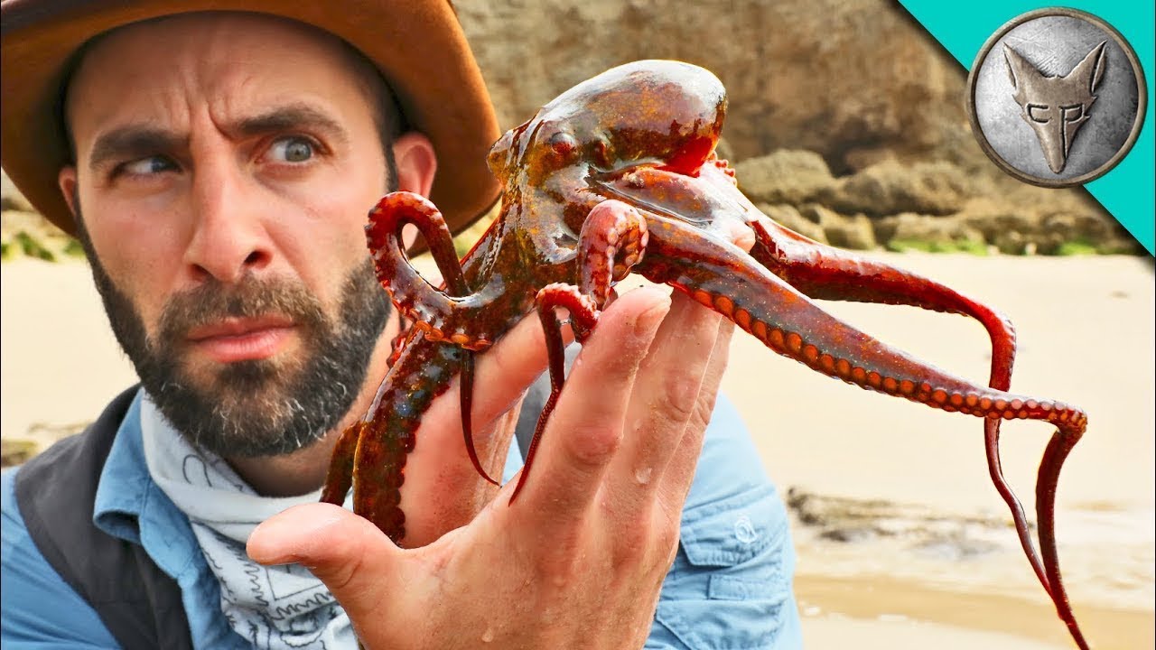 Ще изпръска ли мастило? Лов на октопод в Южна Африка 🐙 | Brave Wilderness Български