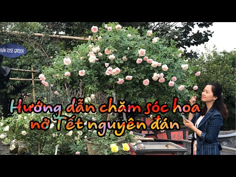 HƯỚNG DẪN CHĂM SÓC HOA HỒNG NỞ TẾT NGUYÊN ĐÁN.CHUẨN GARDEN TV