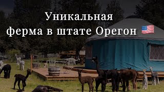 Уникальная ферма в Орегоне. Идеальное место для поездки с детьми.