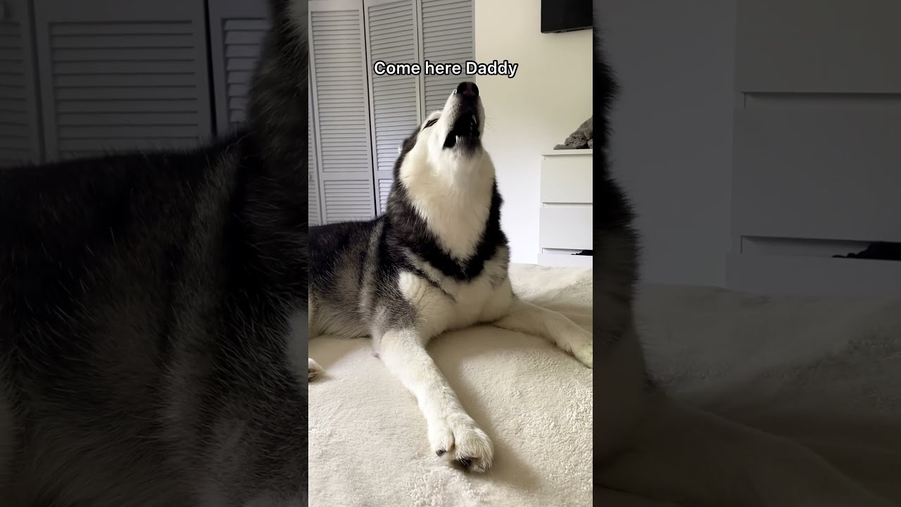 My Talking Husky LOVES Cuddles 