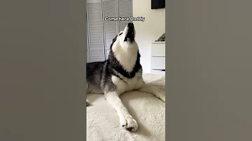 My Talking Husky LOVES Cuddles 
