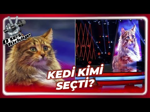 O Ses Türkiye'de Kedi Sürprizi! | O Ses Türkiye 30. Bölüm