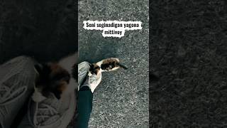 Seni soginadigan yagona mittivoy / cat video /mushukchalar #mushukchalar #cat #lifestyle