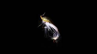 Milkweed 3D focus stacking UHD