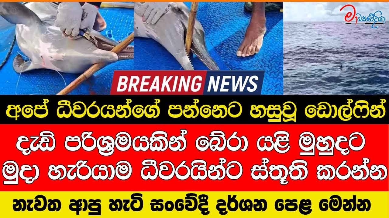 අපේ පන්නෙට හසුවූ ඩොල්ෆින් දැඩි පරිශ්‍රමයකින් බේරා මුදා හැරියාම ධීවරයින්ට ස්තූති කරන්න නැවත ආපු හැටි
