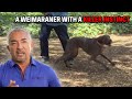 My Toughest Test Yet - A Weimaraner With A Killer Instinct | Cesar 911 Season 2, Ep. 10 Mp3 Song