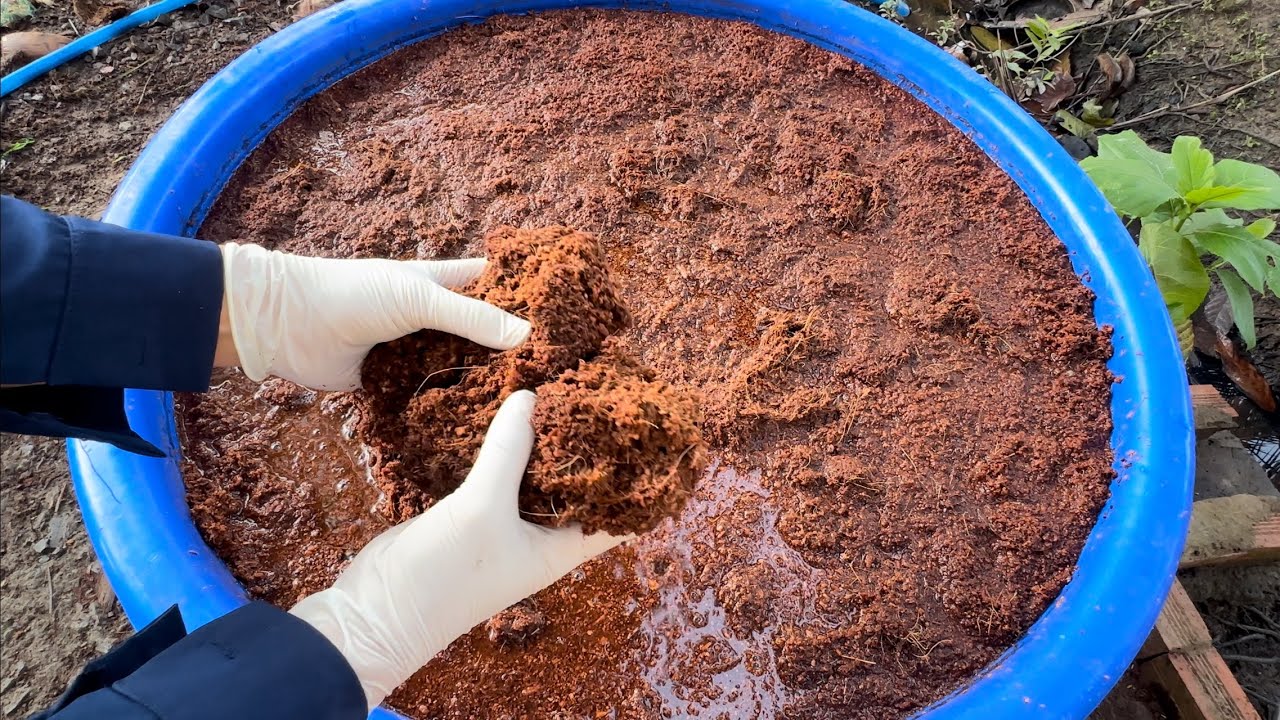 Cách Xử Lý Xơ Dừa Đúng Kỹ Thuật