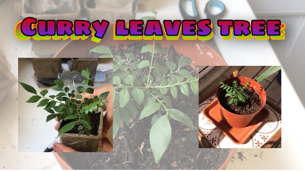 Curry leaves tree| Balcony gardening | mein Balkon Garten in Germany