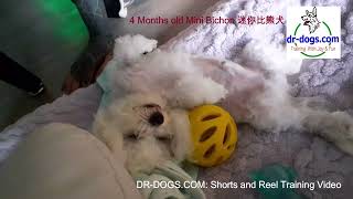 4 Months old Mini Bichon 迷你比熊犬 by Stanley Koh 30 views 13 days ago 36 seconds