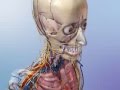 Skeleton protects vital organs