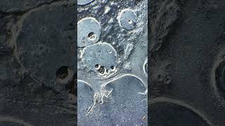 Neapolitan Ice Cream Under a Microscope