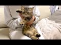 【踊らされてみた】飼い主と真逆のテンションで踊る猫
