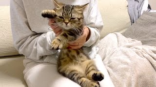 【踊らされてみた】飼い主と真逆のテンションで踊る猫