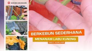 Pertanyaan Pecinta Labu Kuning? ' Ini jawabannya biar berbunga 'Betina' Muncul