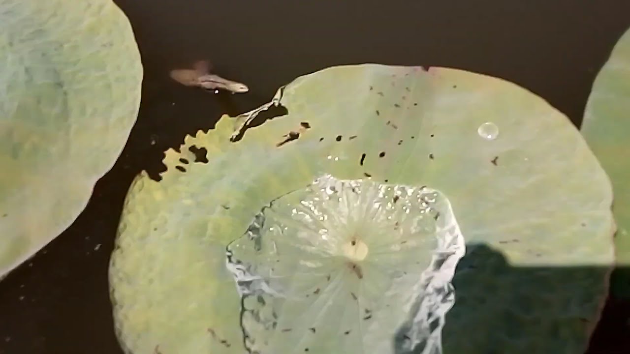 Lotus Flowers on the Trinity - YouTube