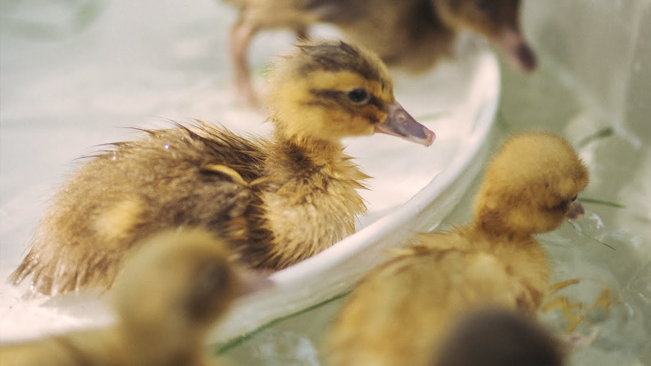 Ducklings Go For Their First Swim Baby Runner Duck Sounds YouTube