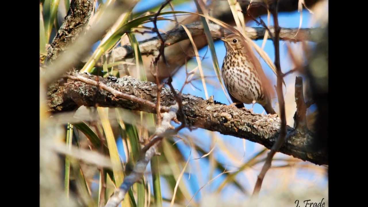 Descobrido as aves de Portugal - 2012