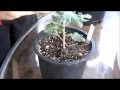 How to Grow Chrysanthemums -- Pinching
