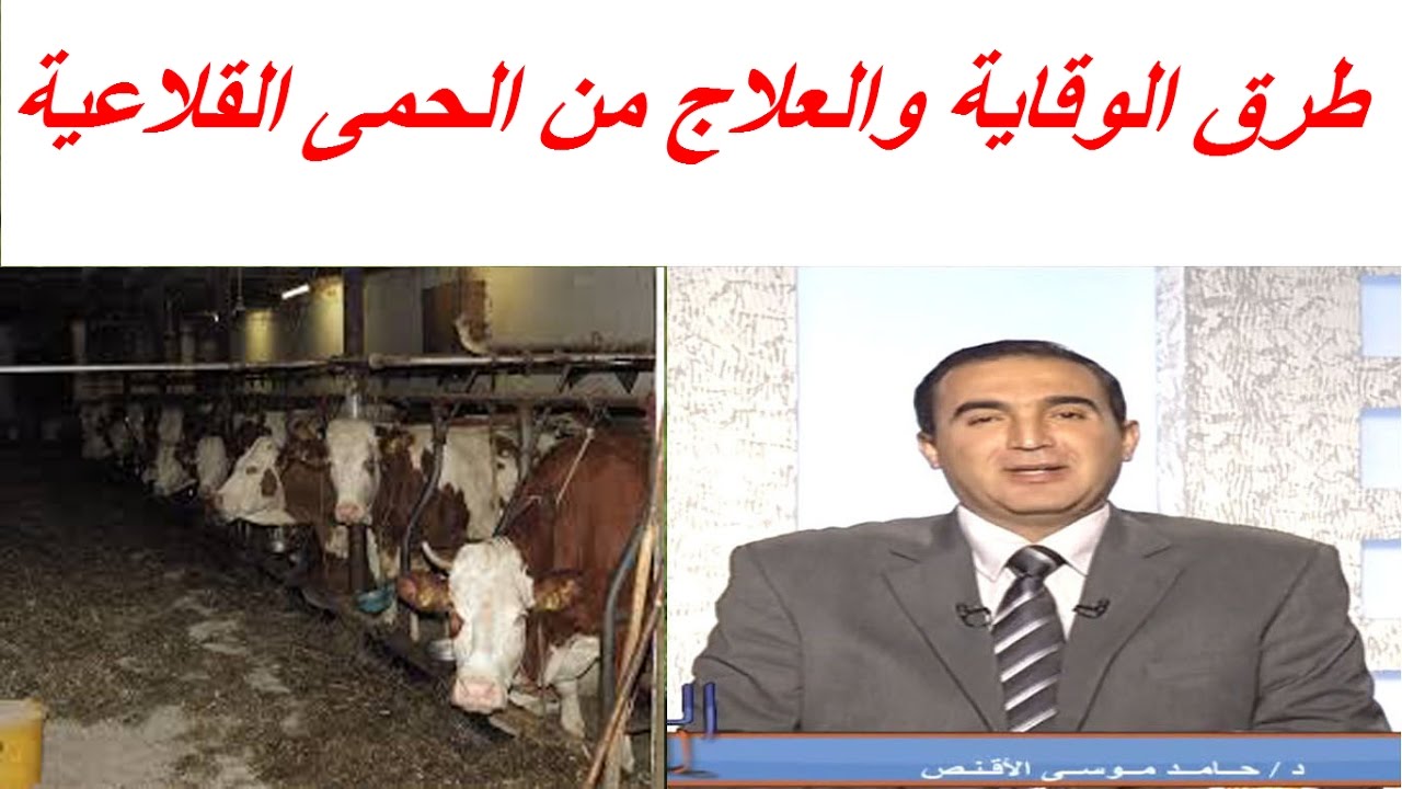طرق الوقاية والعلاج من الحمى القلاعية فى الابقار والجاموس