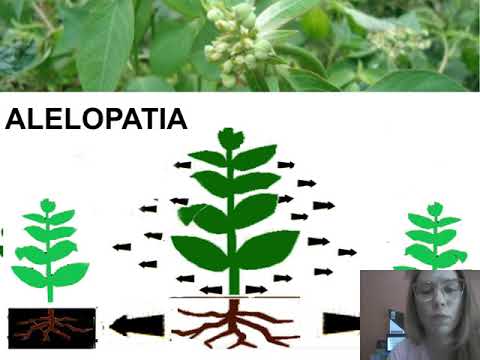 Vídeo: Técnicas de controle de plantas daninhas Oxalis - Tipos de plantas daninhas Oxalis e seu manejo