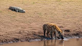 Hyena Didn`t Expect Crocodile from This direction!