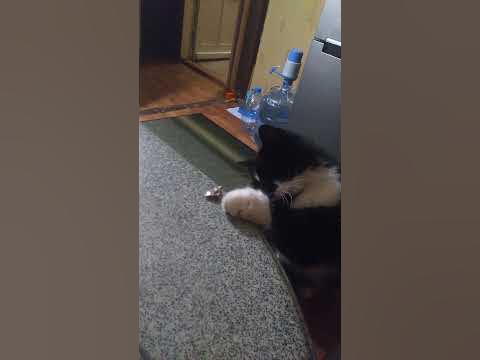 Кузьма їсть рибу - YouTube