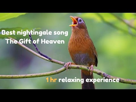 Best nightingale song- The Gift of Heaven- Full HD -Nature Video