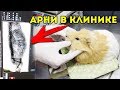 Арнольд У ВЕТЕРИНАРА. Что случилось? ВЗДУТИЕ У МОРСКОЙ СВИНКИ