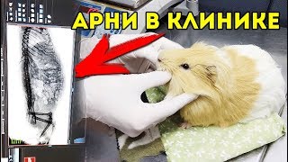 Арнольд У ВЕТЕРИНАРА. Что случилось? ВЗДУТИЕ У МОРСКОЙ СВИНКИ