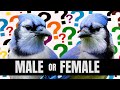 How To Tell Male And Female Blue Jays Apart - Is It Even Possible?