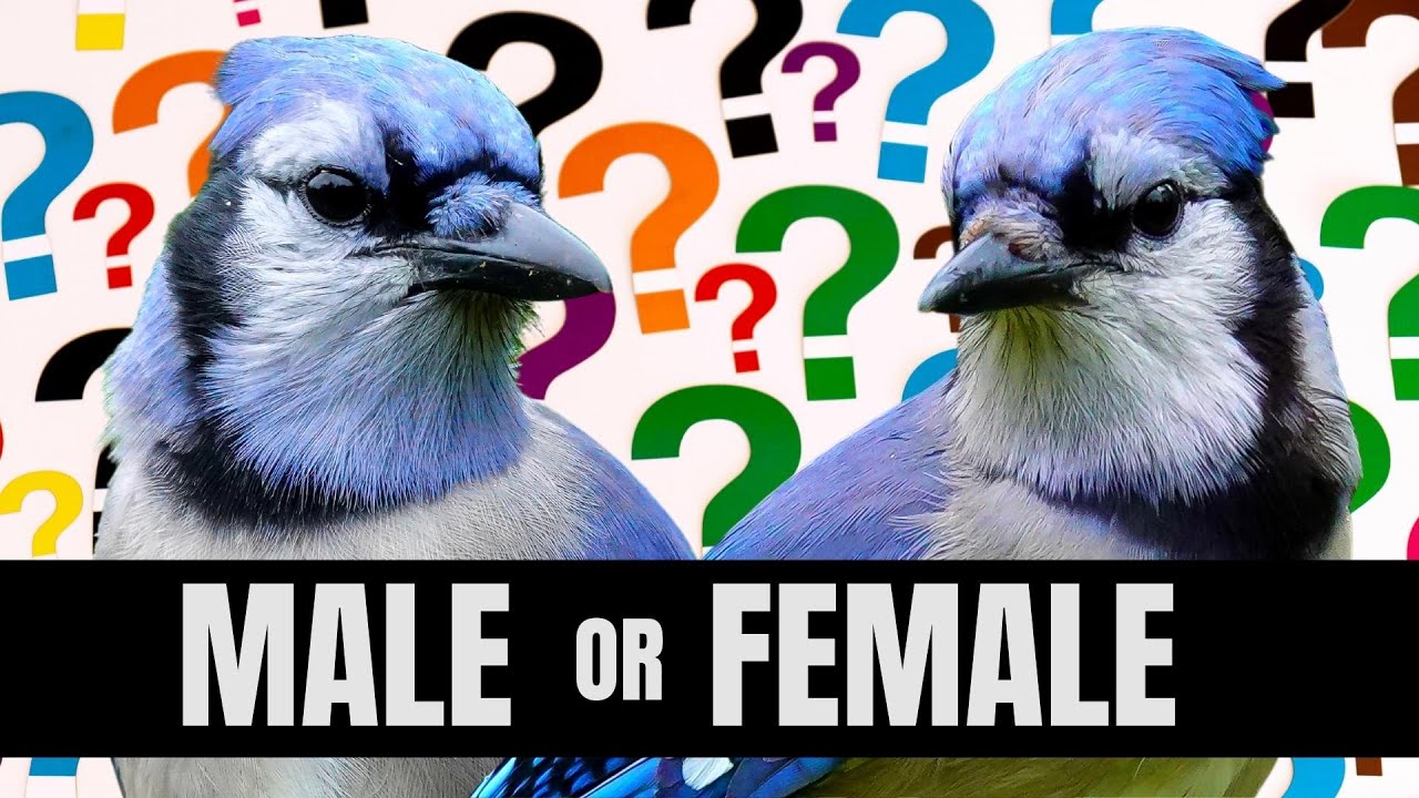 How To Tell Male And Female Blue Jays Apart Is It Even Possible Youtube