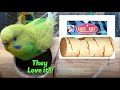 Parakeet Play Nest Woodchew Wesco Kozy Keet Playnest for Budgies