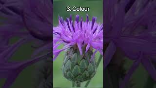 Bees LOVE these FLOWERS the MOST