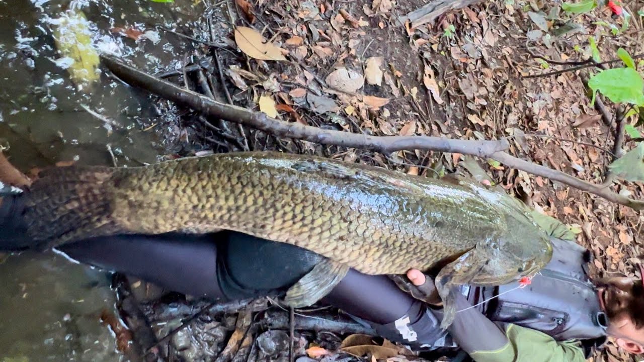 ESSE MONSTRO É REAL! ATACOU NA BEIRA DA MATA! O MAIOR JÁ VISTO na Pescaria
