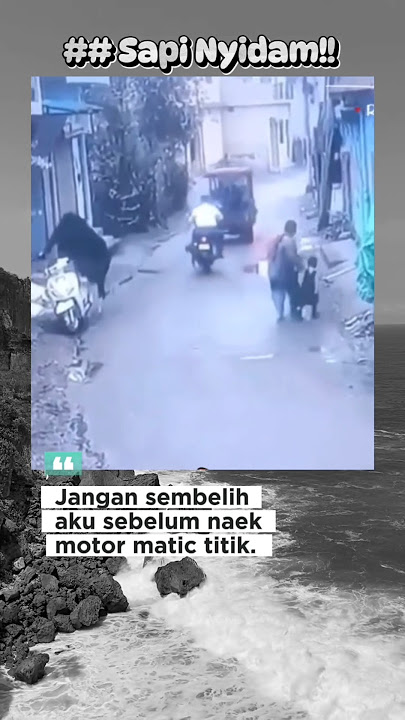 sapi qur'ban mau jln