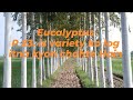 Eucalyptus plants p23        