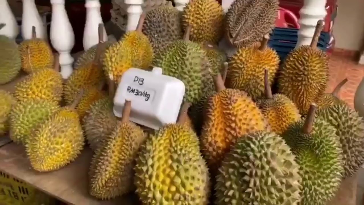 Memburu Durian Di Kl Selangor Durian Hunting At Kl Selangor Youtube